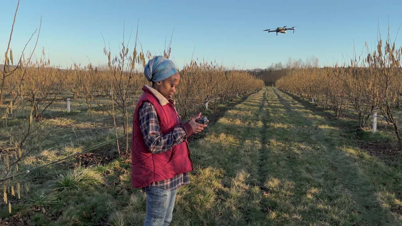 榛果园上空的女农民驾驶无人机视频素材