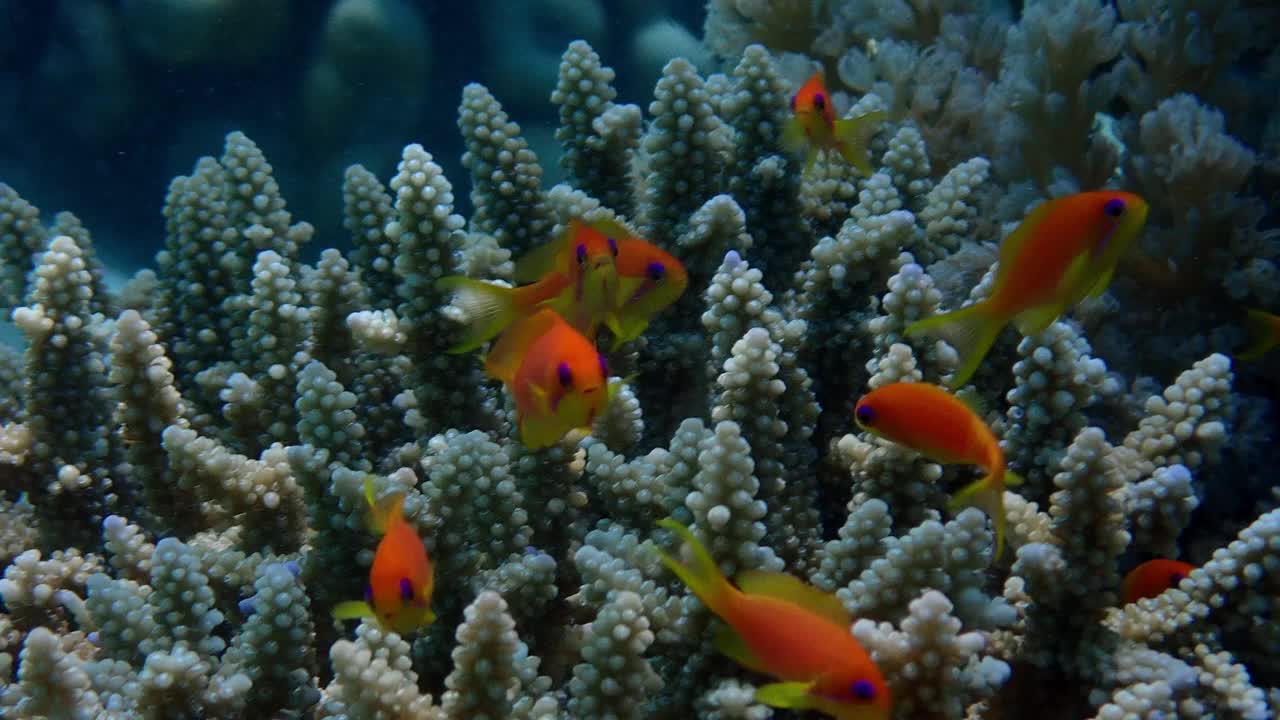 在马约特的珊瑚群中游弋的小红鱼视频下载