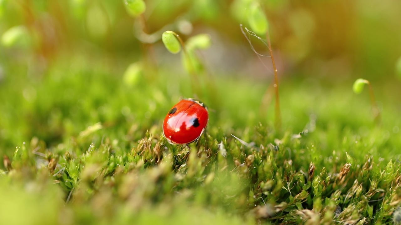 野生动物的特写镜头，一只瓢虫在绿色的草地在森林里视频素材