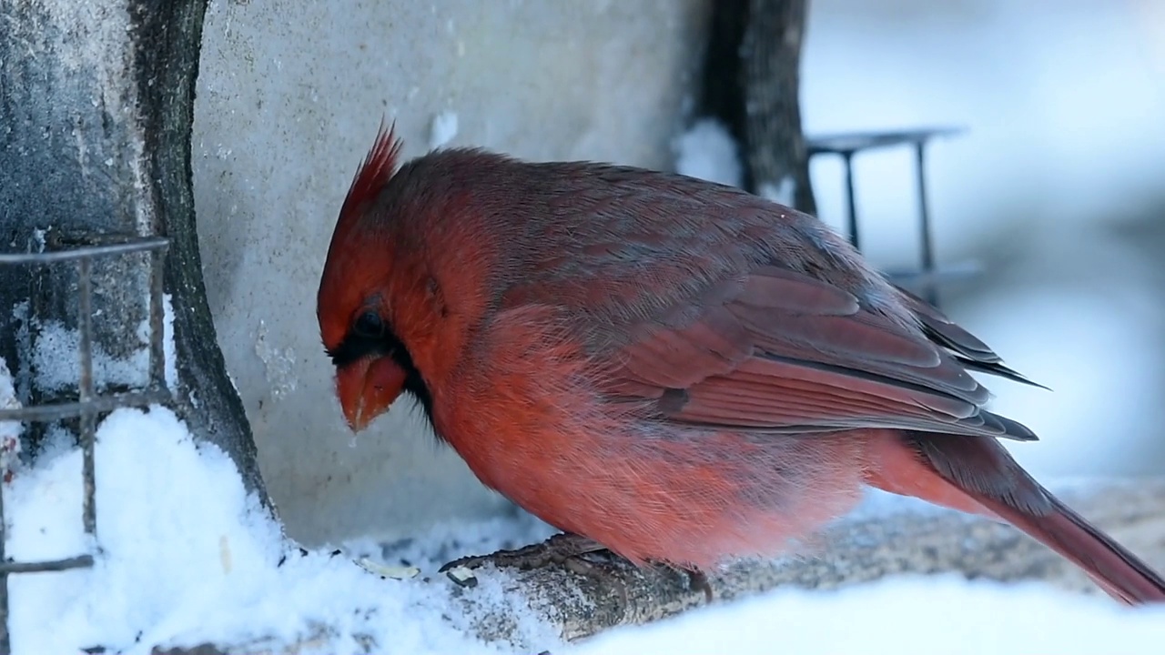 雄性红衣主教在暴风雪中栖息视频下载