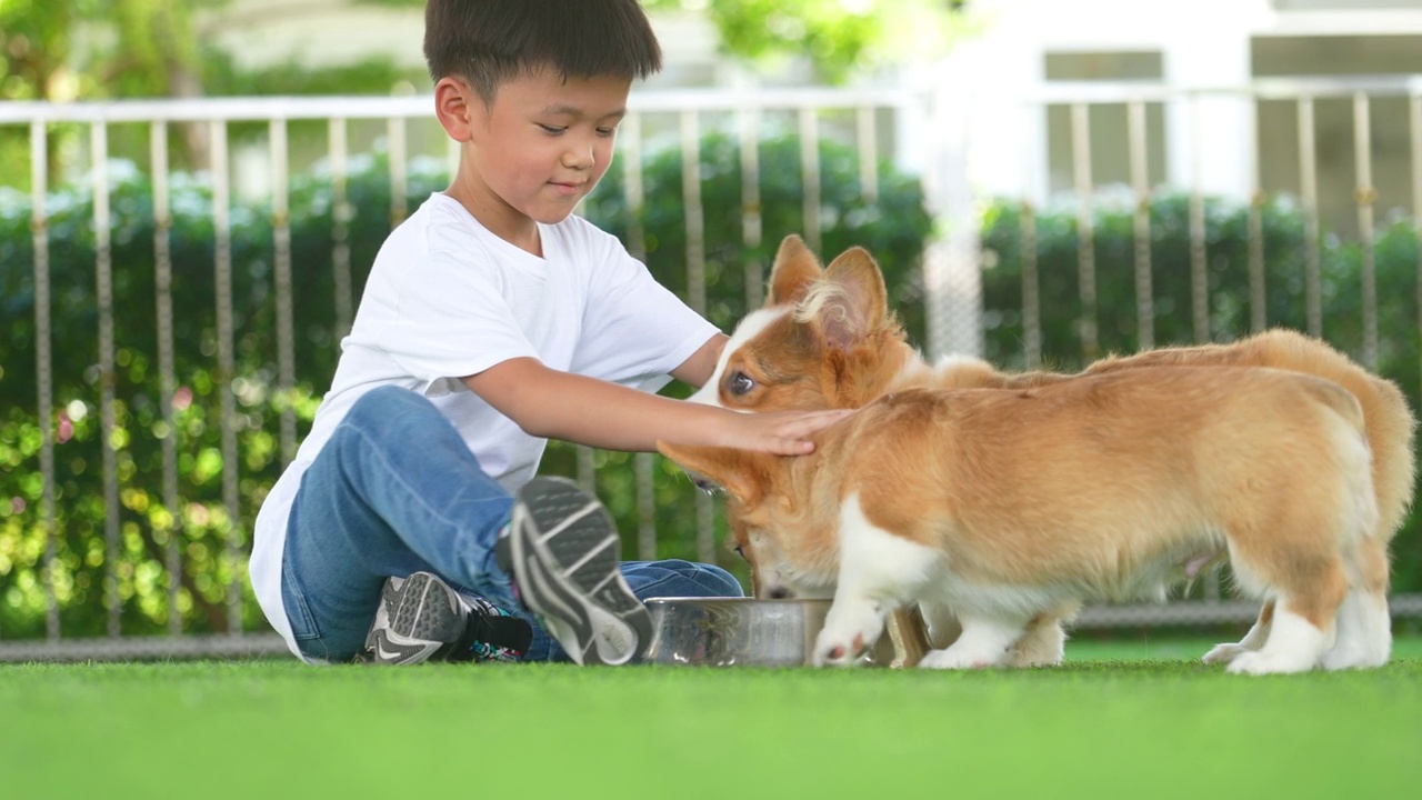 亚洲男孩和他的狗，柯基，在室内游戏室玩耍视频下载