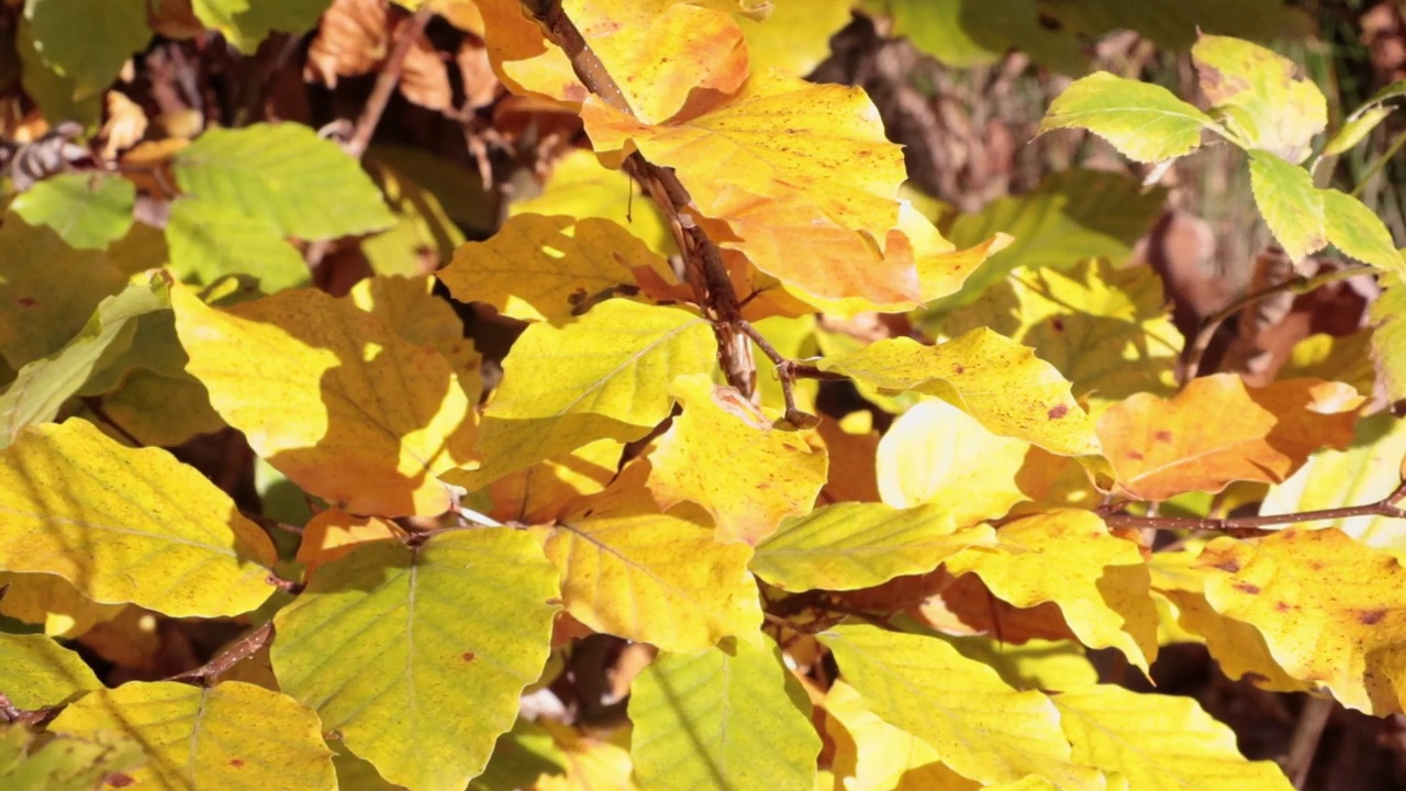 秋天，森林或公园里树枝上的黄叶。晴天刮大风视频素材