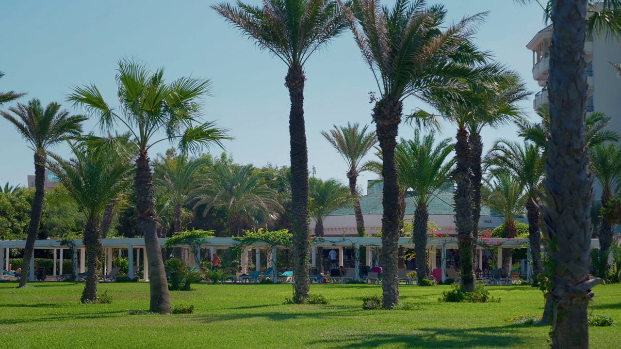 花园里蓝天上的棕榈树。视频素材