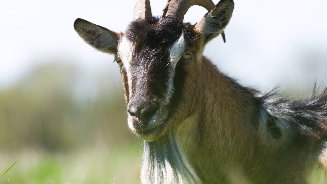 夏天，长着长胡子和长角的家奶山羊在绿色的牧场上吃草。在农田草原上喂牛视频素材