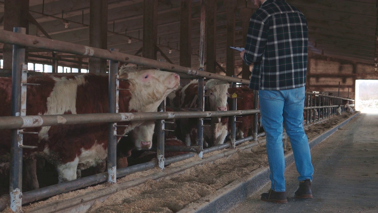 农夫正在农场里牵着小牛干活。视频素材