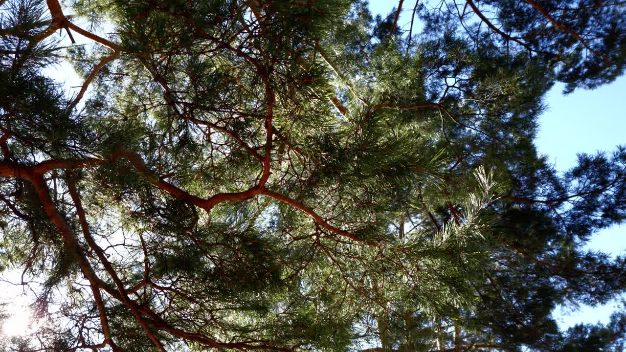 底部的观点高大的老松树在常绿的原始老雪松林。移动相机视频素材