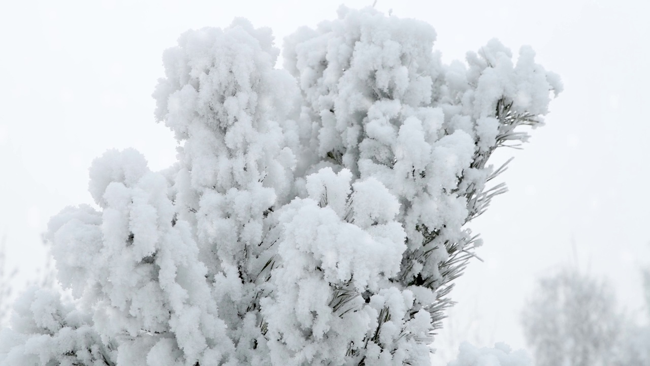 飞雪下的松枝上结满了霜。视频下载