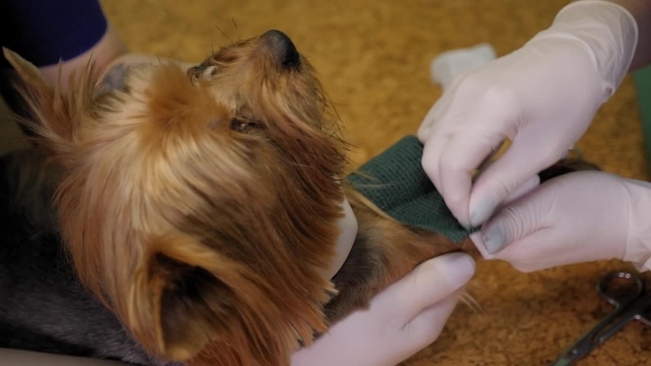 一个兽医用弹性绷带包扎狗爪的特写。视频下载