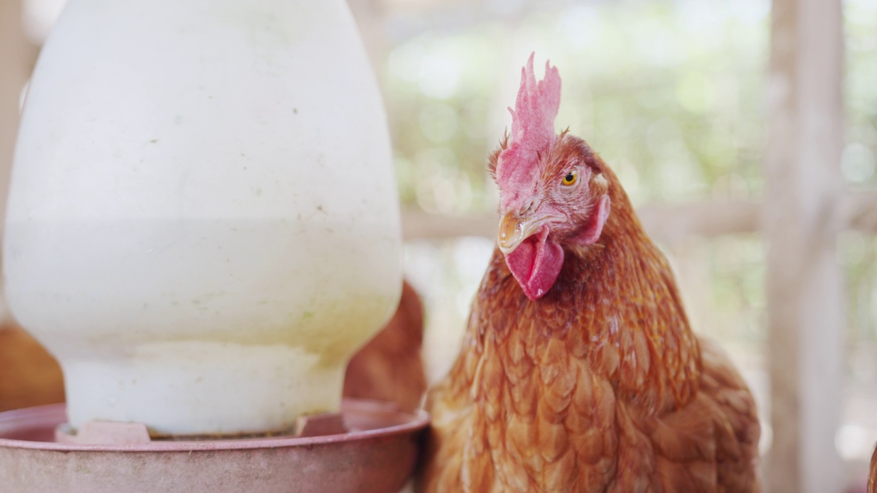 有鸡蛋的母鸡正在农场里吃东西。动物的食物视频下载