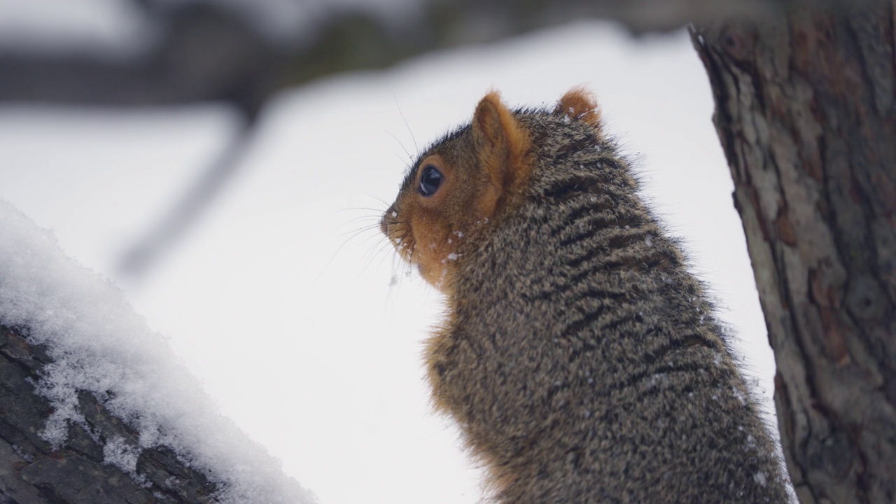 雪中的狐狸和松鼠视频素材