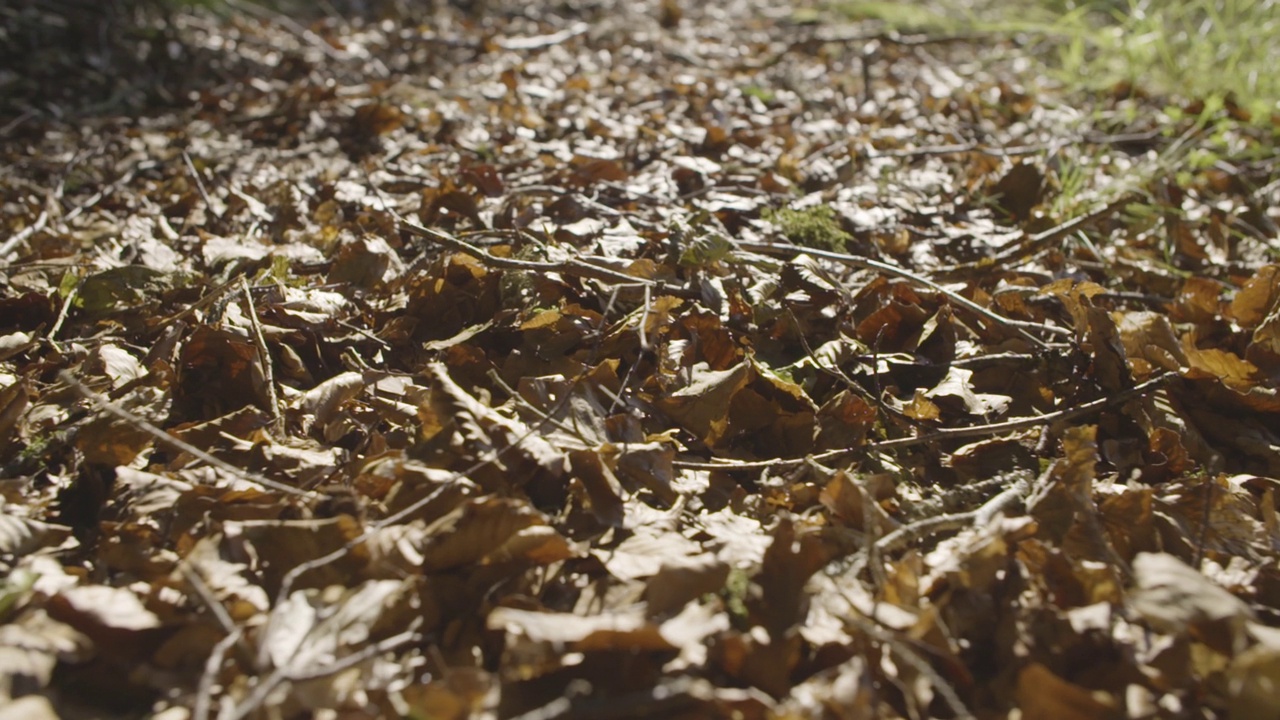 落叶丛生的灌木丛视频素材