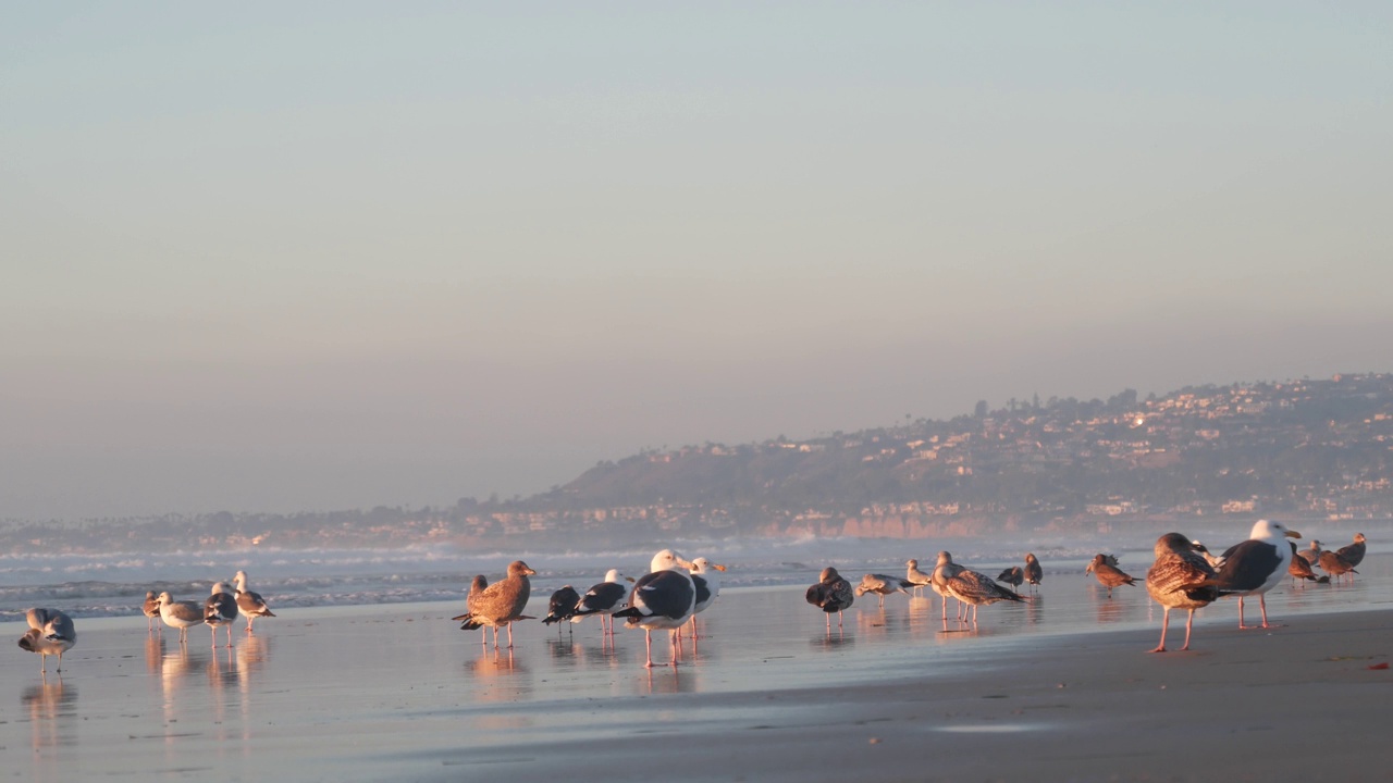 海鸥在海滩上的海水边飞翔，日落时分的海浪在美国加利福尼亚。视频素材
