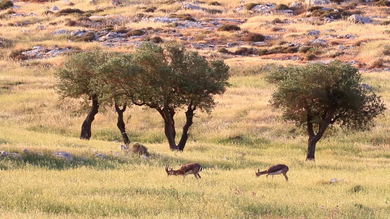 田野里的以色列山瞪羚视频素材