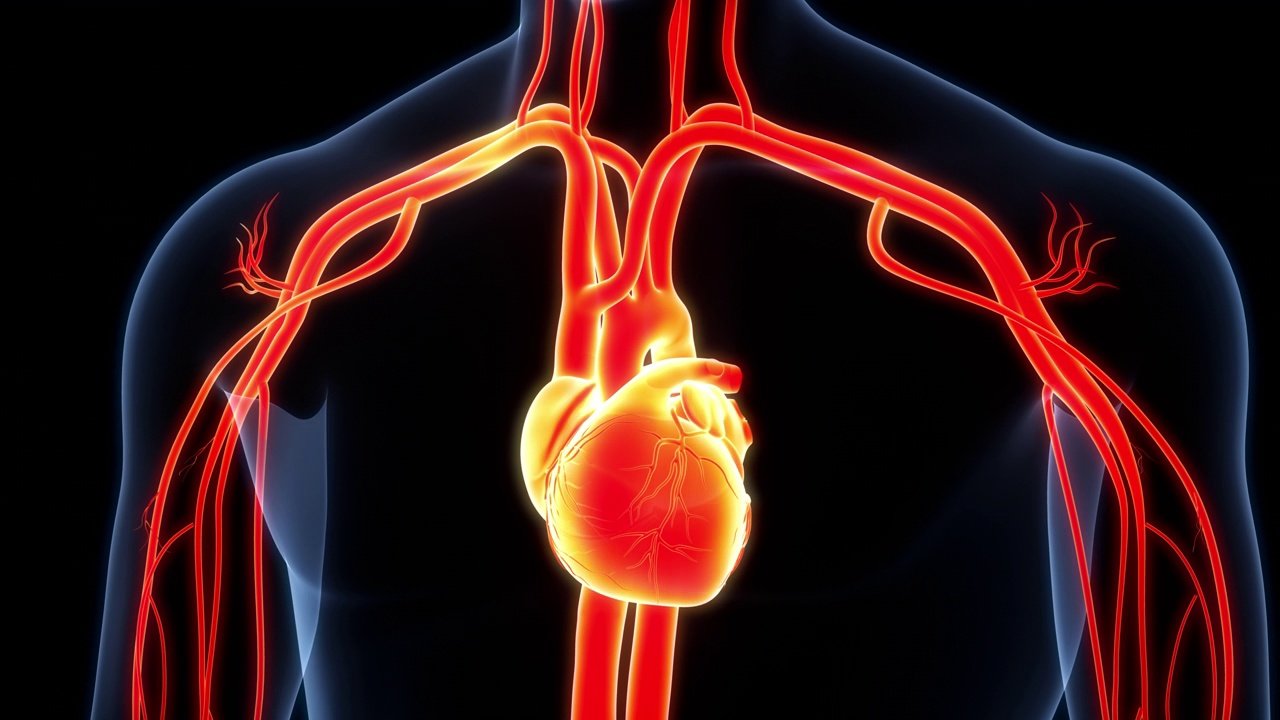 人体循环系统心脏跳动解剖动画概念视频下载