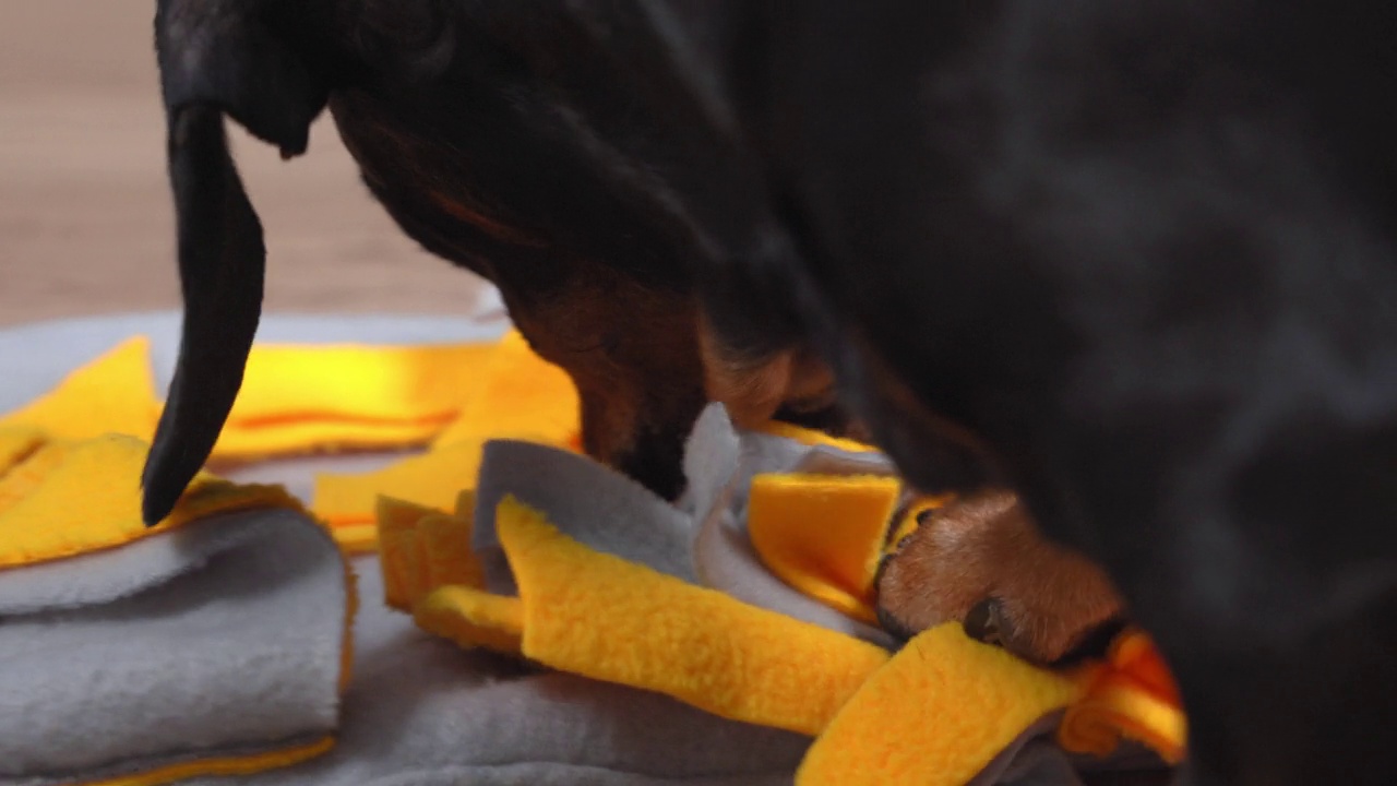 可爱的狗狗玩鼻子工作的游戏，嗅垫，它试图寻找的款待。幼犬训练游戏视频素材