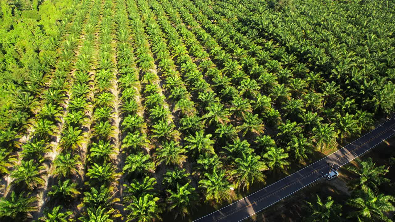 日出场景无人机视图在运动的棕榈油树种植园。产品以生产棕榈油出口。视频下载