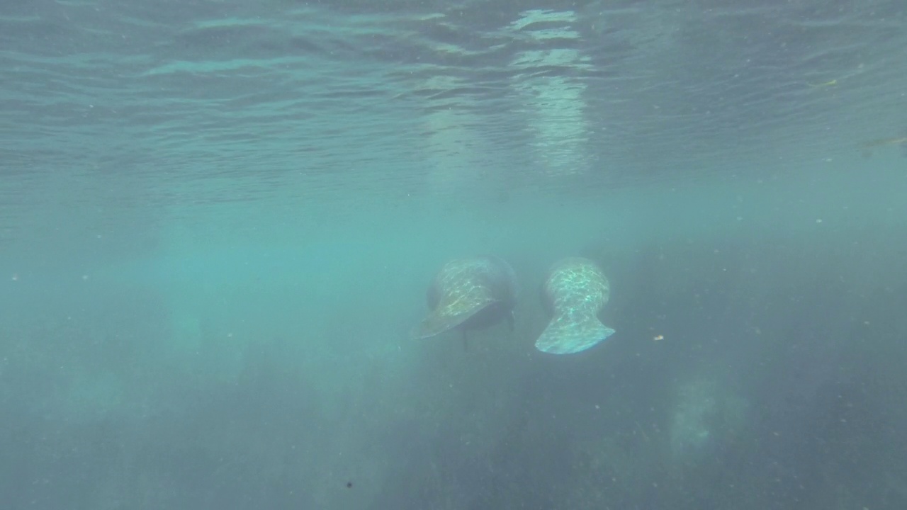 海牛在稍微浑浊的水中游泳的水下后视图视频素材