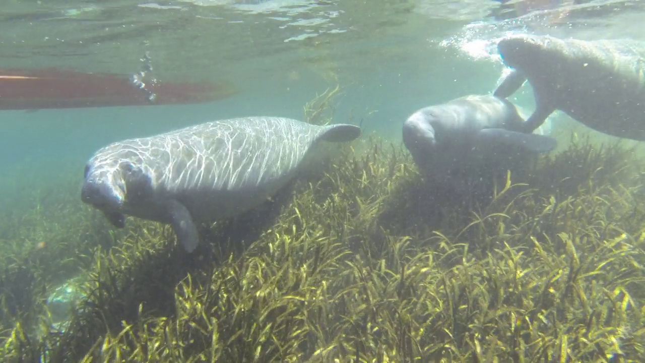 水下拍摄的海牛在浅草河流中争夺交配权视频下载