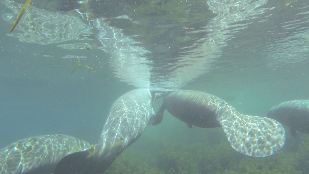 水下拍摄的海牛反射在水面上，然后在它们游开时将镜头向下平移视频下载