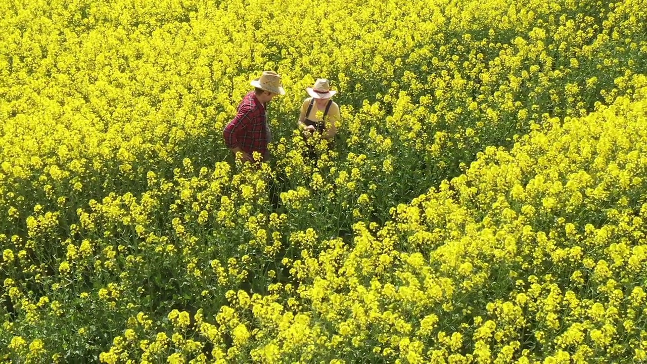 无人机拍摄的鸟瞰图，两名农民，一男一女，在盛开的油菜籽田里工作视频素材