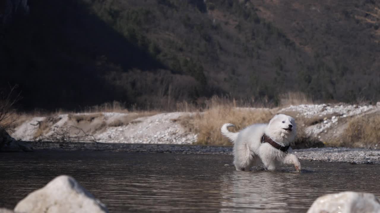 快乐小狗狗在水上奔跑，慢动作视频视频下载