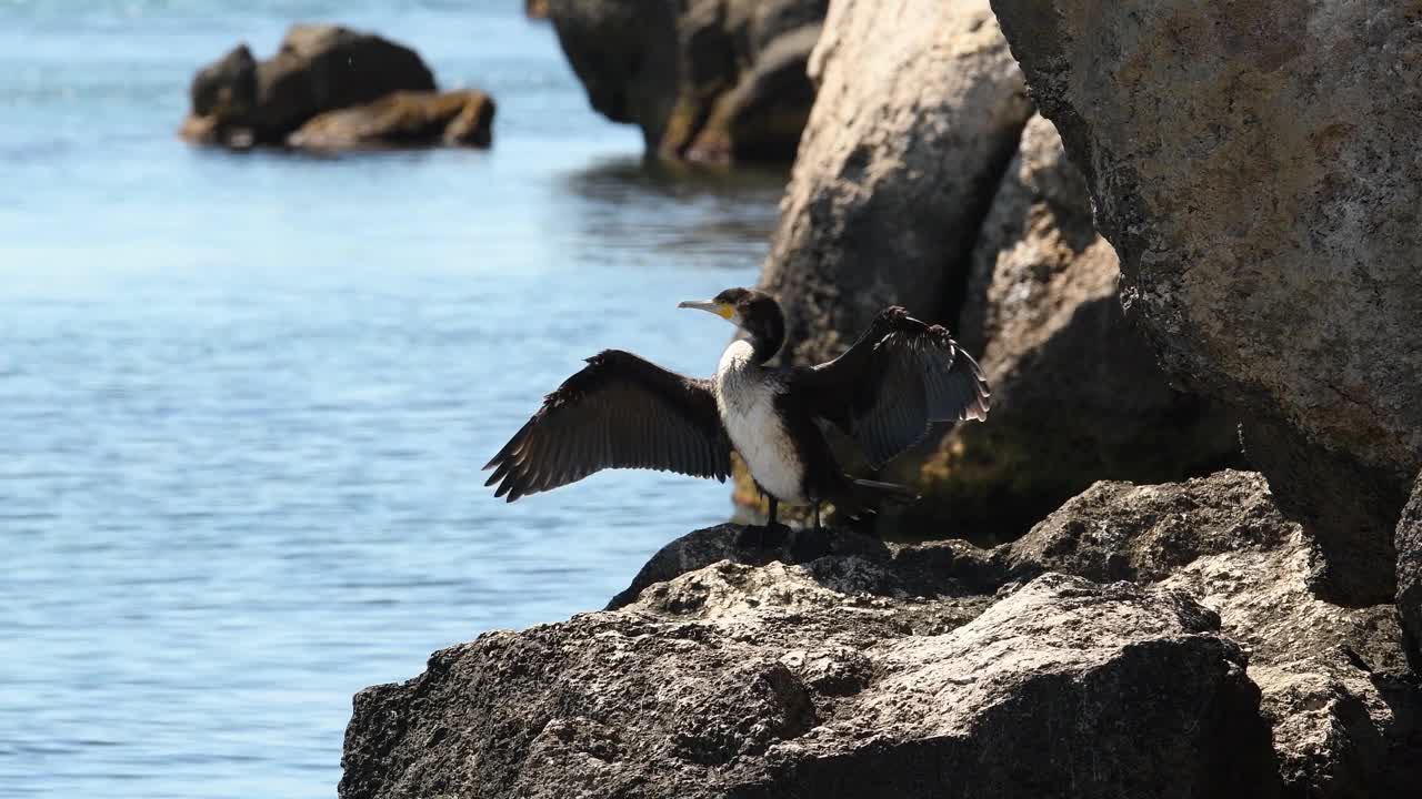 一只巨大的野生海鸟张开翅膀坐在一块岩石上。视频素材