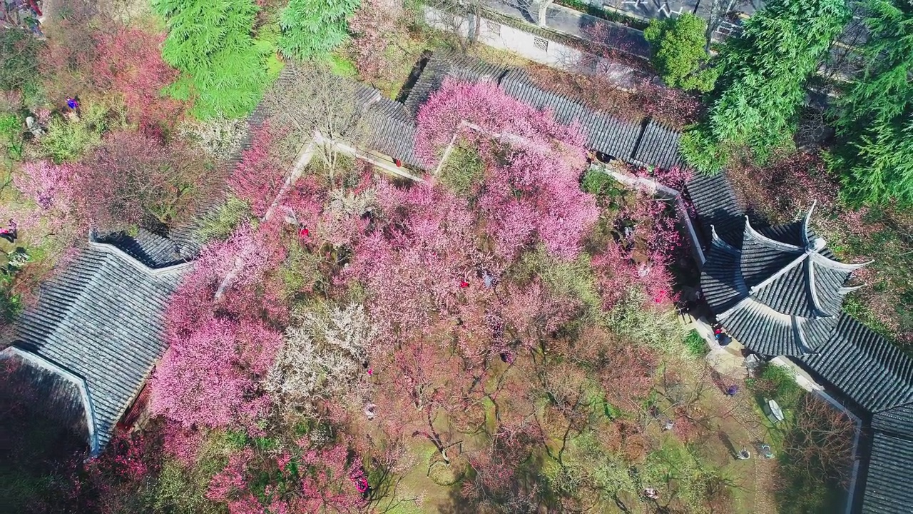 粉红色的花在院子里盛开视频下载