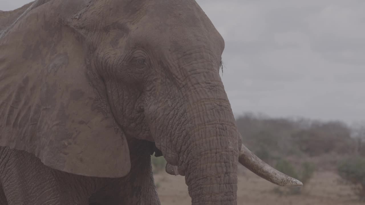 公牛大象特写视频素材