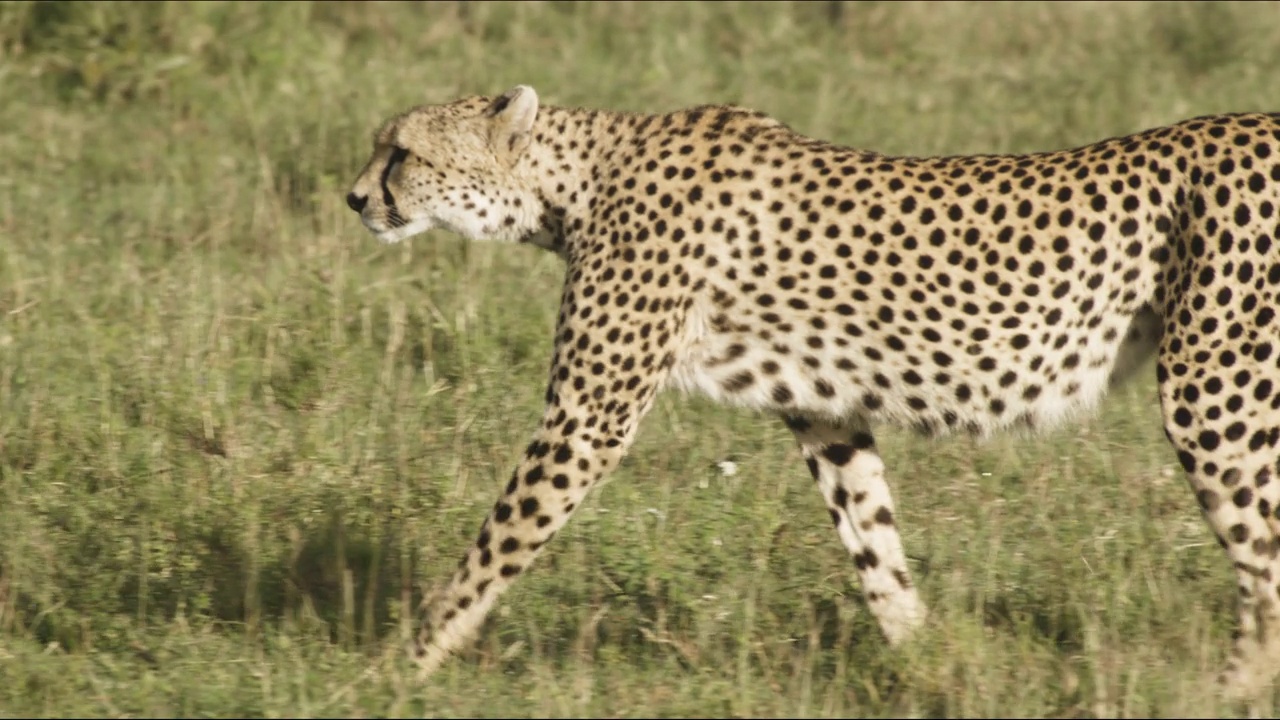 猎豹穿过坦桑尼亚的大草原。视频下载