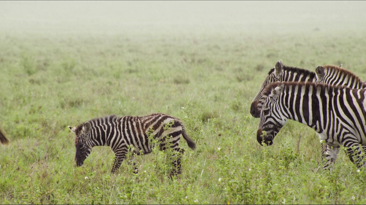 坦桑尼亚，斑马群在雨中行走。视频下载
