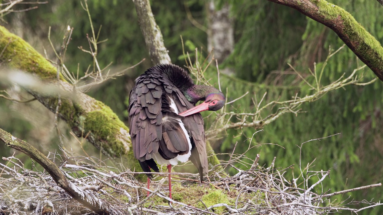 孤独的黑鹳(Ciconia nigra)在春天，在一个古老的深林。坐在鸟巢里整理羽毛。视频下载