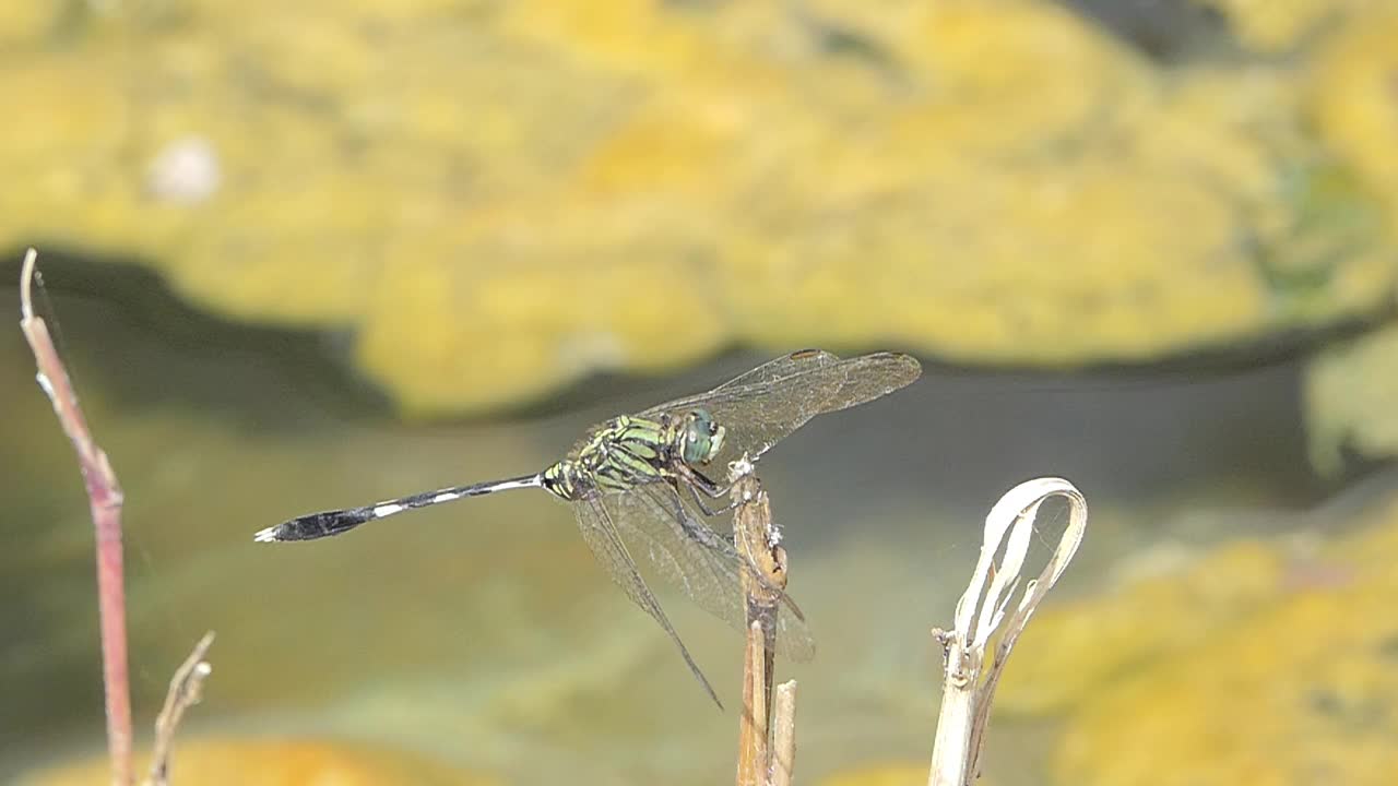 蜻蜓飞行的慢动作。视频下载