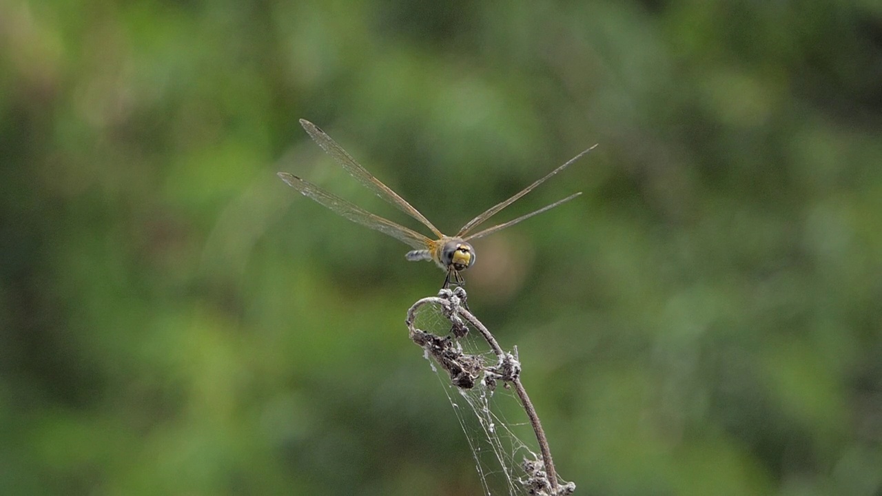 蜻蜓飞行的慢动作。视频下载