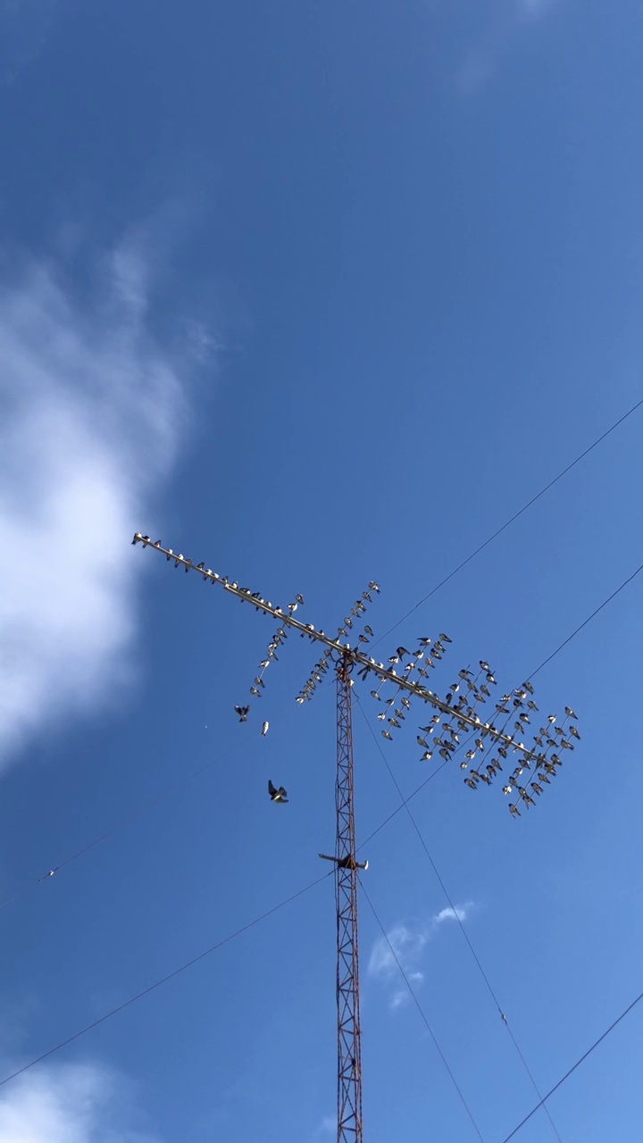 在电线上的燕子。低角度的观点，鸟栖息在天线对晴朗的天空视频下载