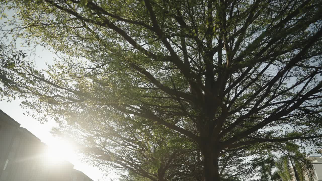 倾斜角度看树枝与绿色的树叶和阳光视频下载