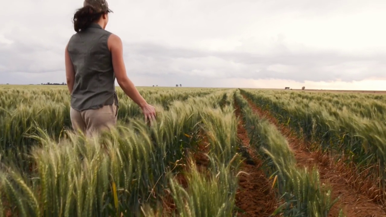农民在农场上行走时，擦过一捆捆麦子视频素材