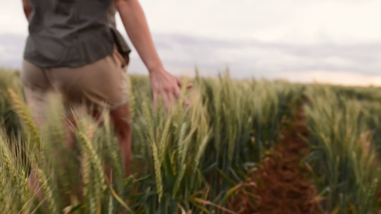 农夫在农场散步时，手在麦秆上擦来擦去视频素材