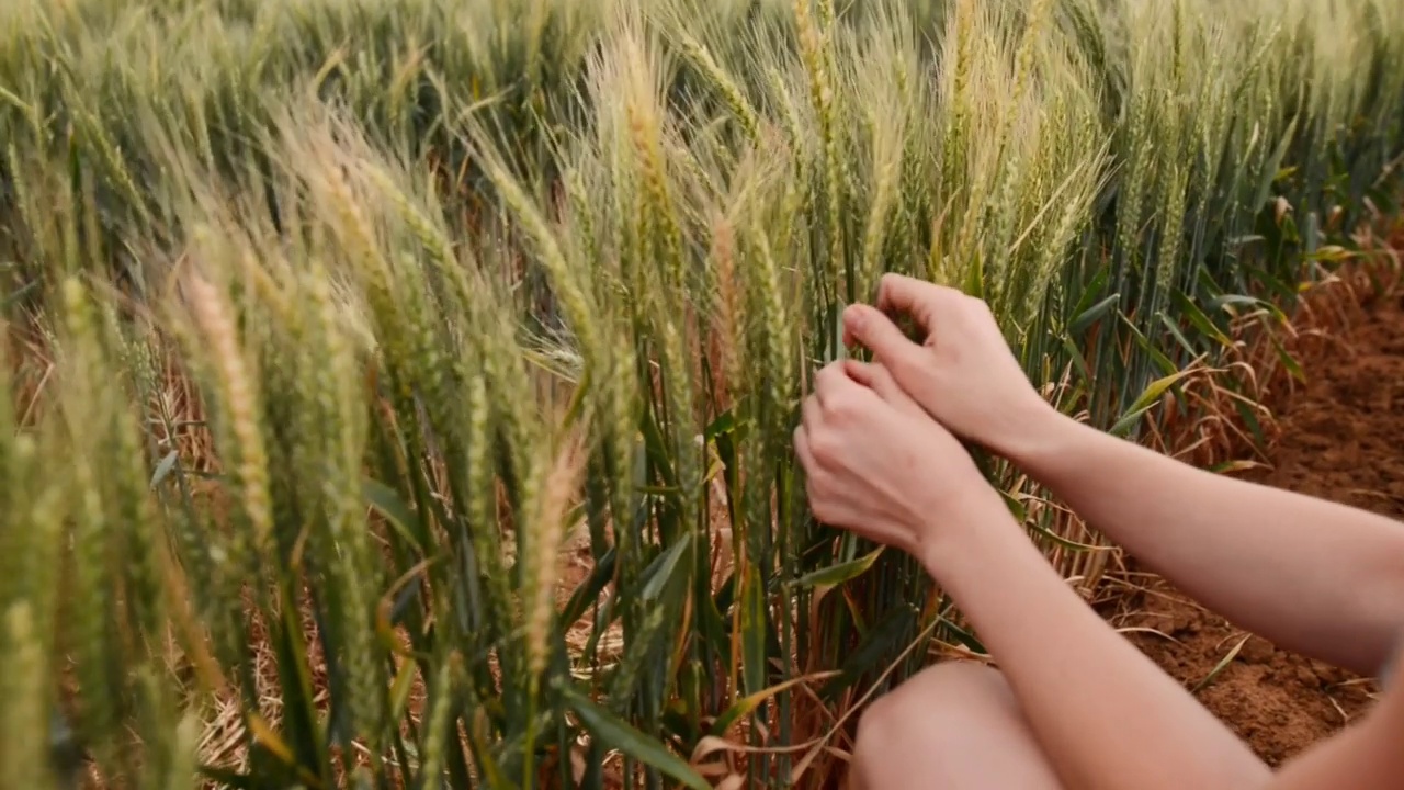 一位农民在她的农场里散步，检查她的小麦收成视频素材
