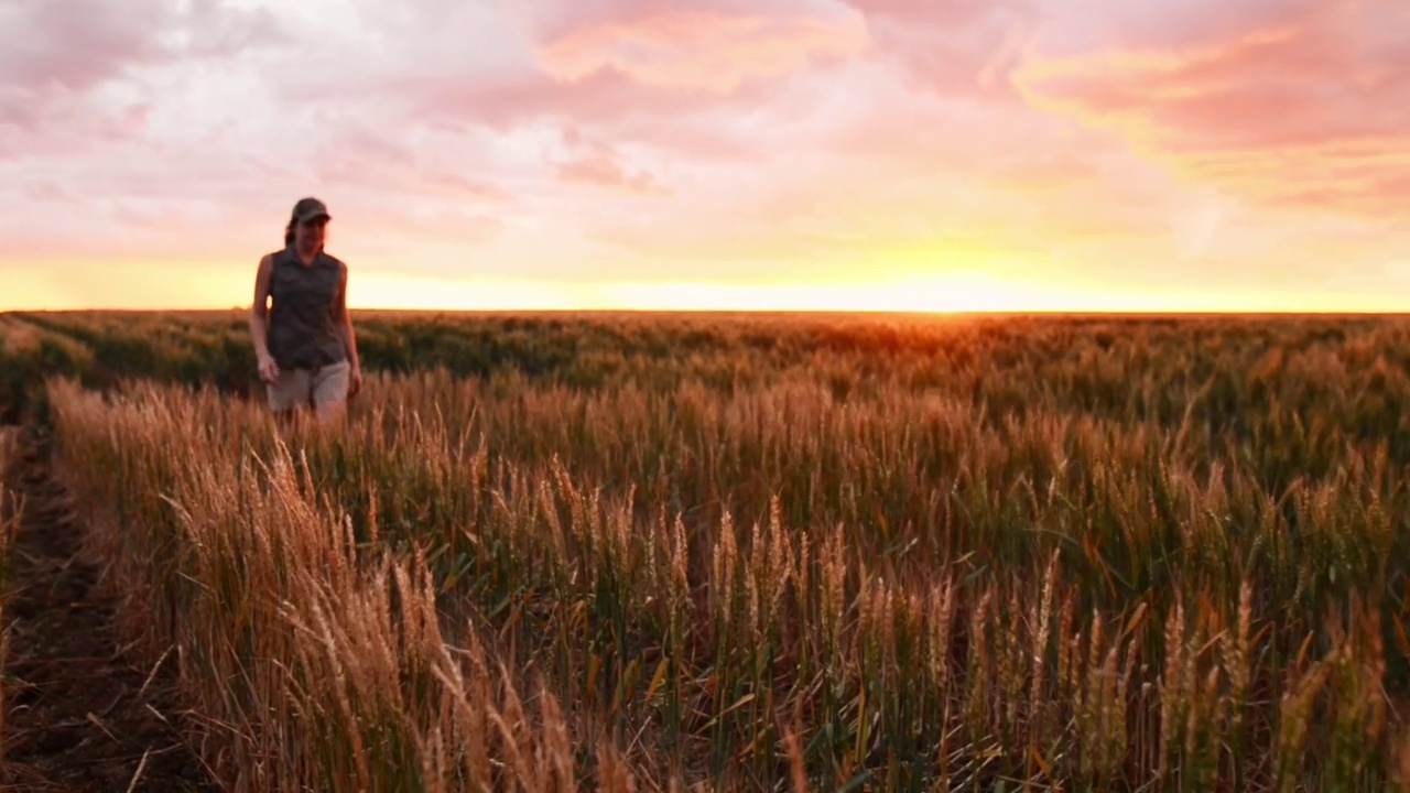 日落时分，一位农民穿过自家农场的一片麦田视频素材