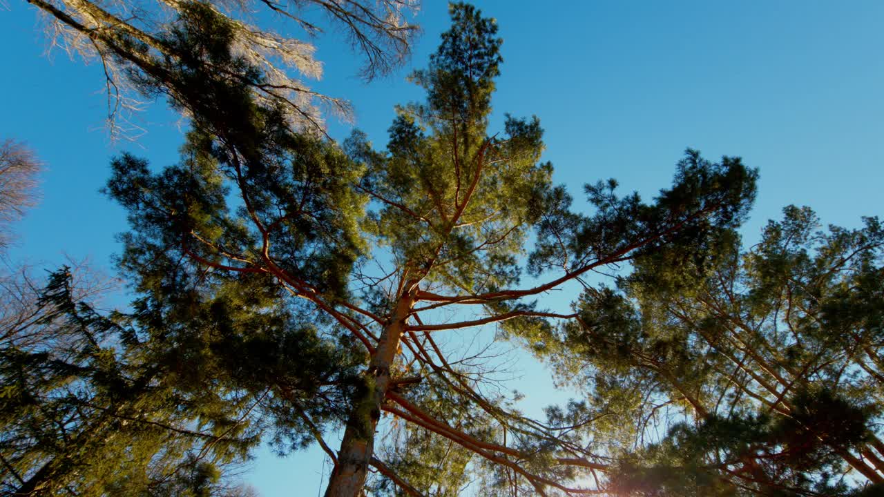 底部的观点高大的老松树在常绿的原始老雪松林。移动相机镜头视频素材