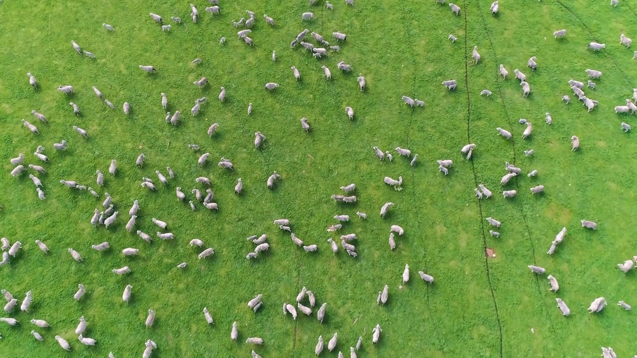一群美丽的美利奴羊被赶着/赶着穿过一片风景如画的澳大利亚绿色草地/围场。拍摄在惊人的4K分辨率视频下载