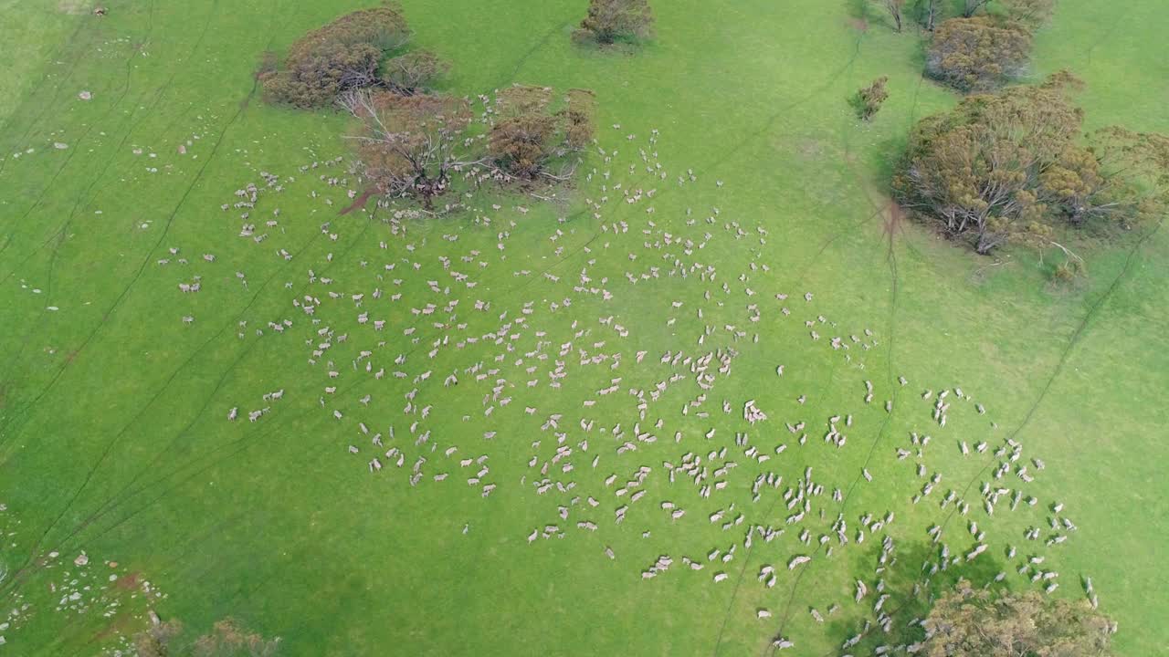 一群美丽的美利奴羊被赶着/赶着穿过一片风景如画的澳大利亚绿色草地/围场。拍摄在惊人的4K分辨率视频下载
