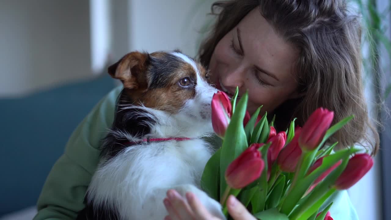 一名美丽的卷发成年女子抱着一束红色郁金香拥抱她的宠物狗的肖像。生日女孩或母亲节的概念视频下载