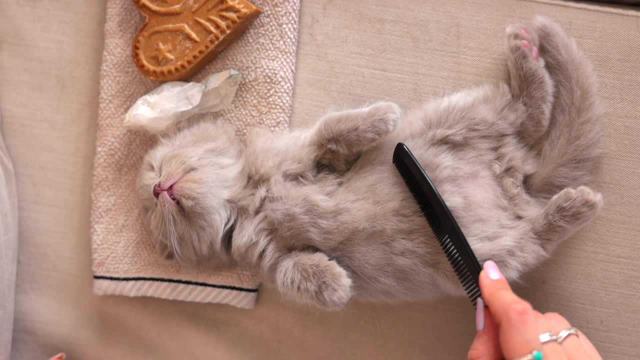 猫主人用梳子给小猫梳头视频下载