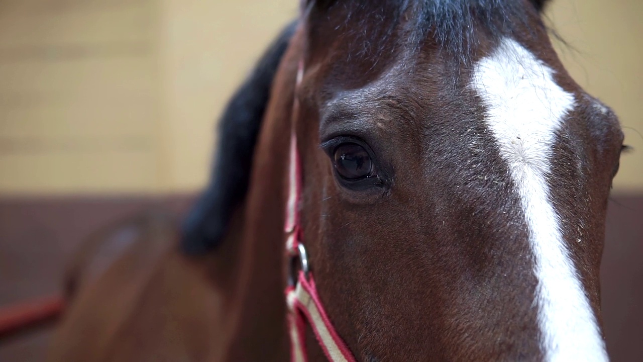 一个美丽的棕色和白色的马的头部特写在一个马厩里视频素材