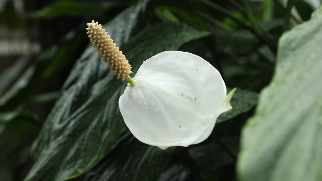 开花的石蒜属和平百合，有白色的石蒜视频下载