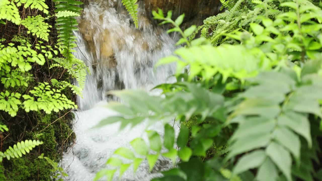 被茂密的蕨类植物环绕的瀑布视频下载