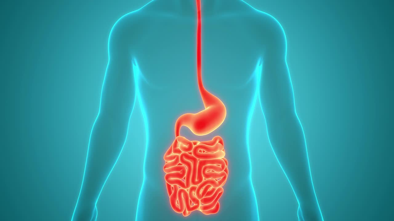人体消化系统胃与小肠解剖动画概念视频素材