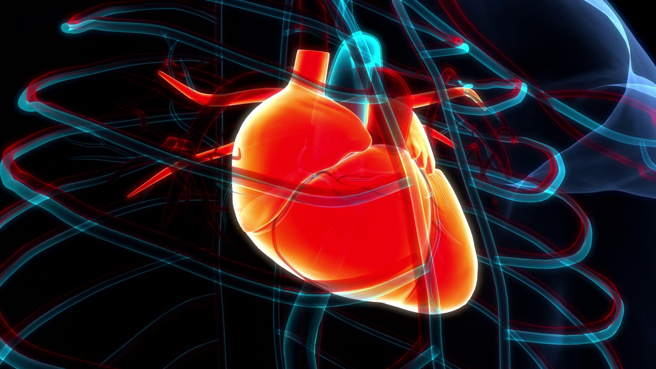 人体循环系统心脏解剖动画概念视频素材