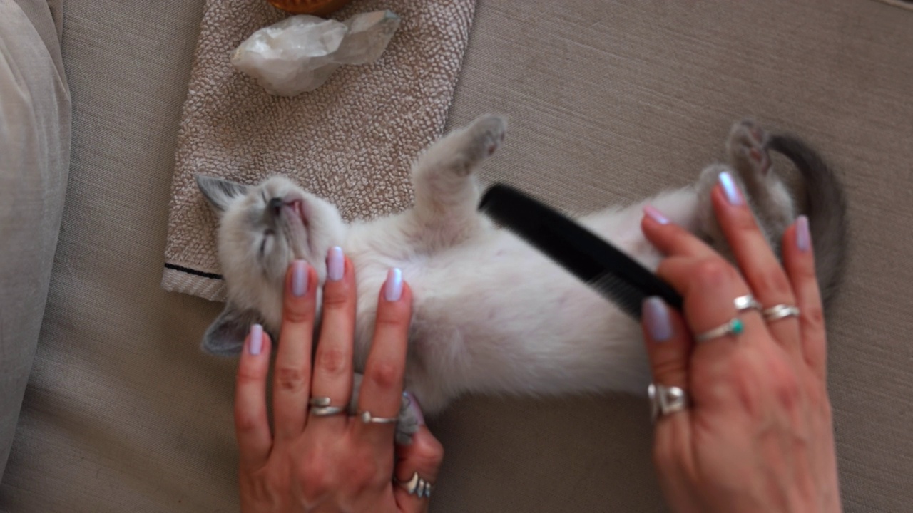 猫主人给小猫梳洗，她用梳子梳着视频下载
